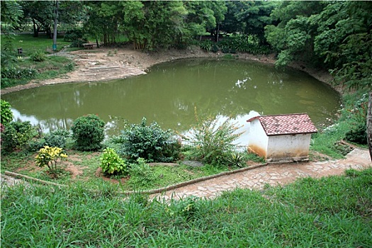 水塘,绿色植物