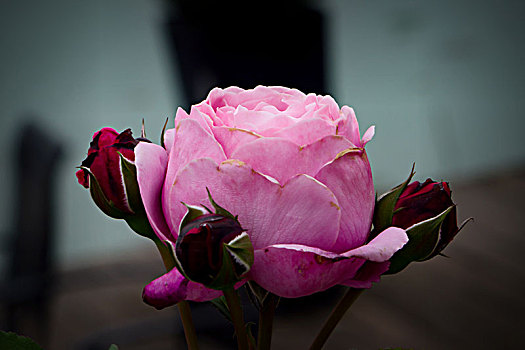 唯美月季花,美轮美奂月季花