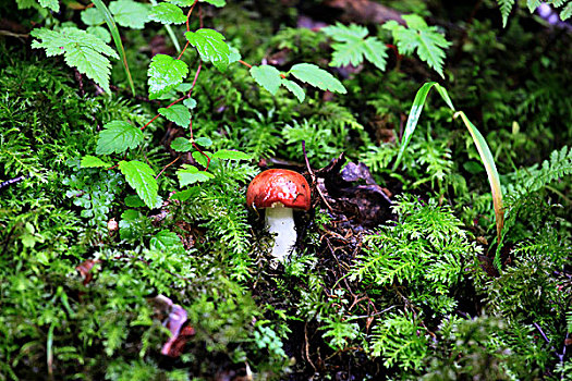 四川九寨沟的蘑菇