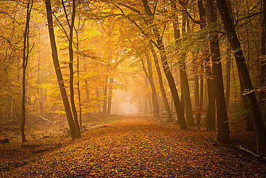林道,雾气,秋天,黑森州,德国,欧洲