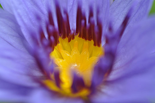 特写池塘里阳光下优雅洁净的莲花