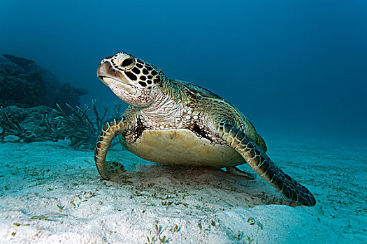绿海龟,休息,沙,海底,大堡礁,世界遗产,太平洋,澳大利亚,大洋洲