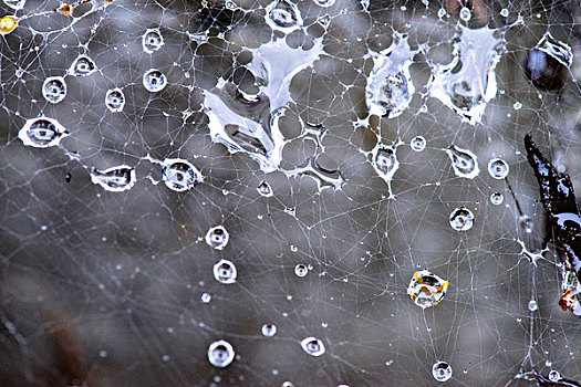 特写,雨滴,蜘蛛网,大幅,尺寸