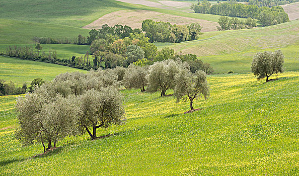 橄榄树,欧橄榄,丘陵地貌,靠近,皮恩扎,托斯卡纳,意大利,欧洲