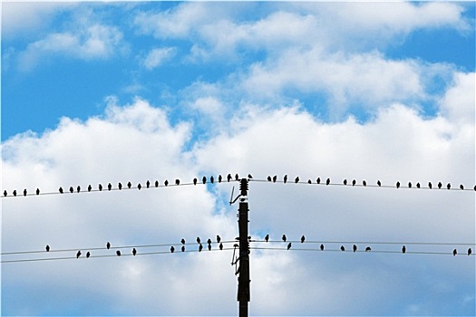 鸟,坐,电,电讯,蓝天,白云