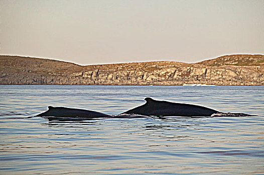 驼背鲸,大翅鲸属,鲸鱼,纽芬兰,拉布拉多犬,加拿大
