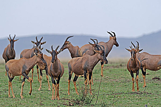 普通,马赛马拉国家保护区,肯尼亚,东非,非洲