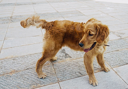 金毛猎犬