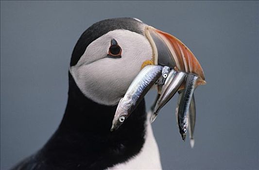 大西洋角嘴海雀,北极,成年,鸟嘴,饲养,季节,欧洲