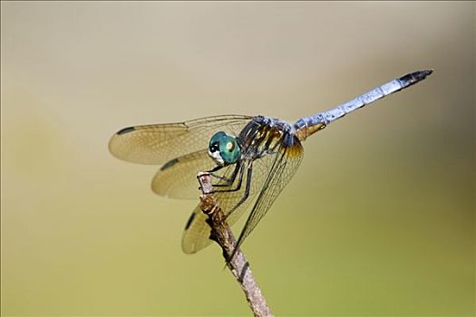 特写,蓝色,蜻蜓,茎