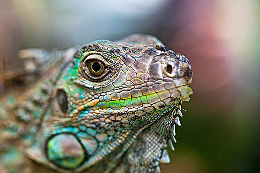 侧面,绿鬣蜥,彩色,鳞片,脸,特写,哥斯达黎加