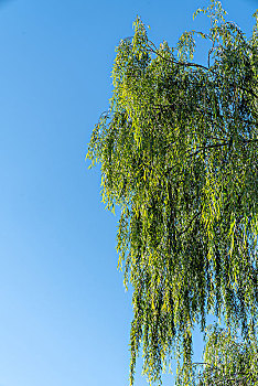 一半天空一半柳树