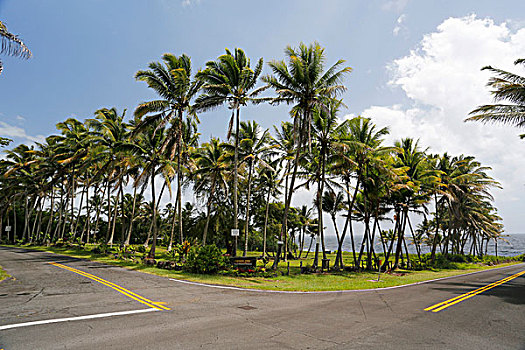 道路,交叉,棕榈树,公园,夏威夷,美国