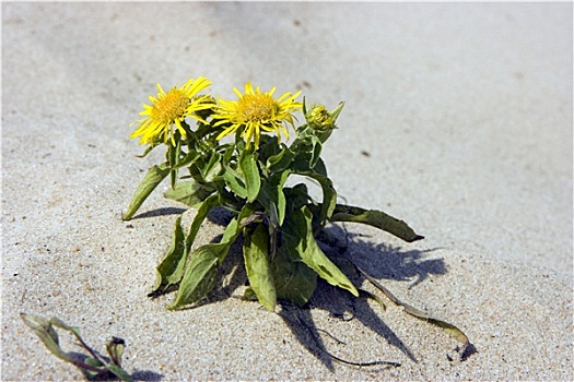 花,沙滩