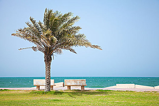 树,海岸,波斯湾,沙特阿拉伯