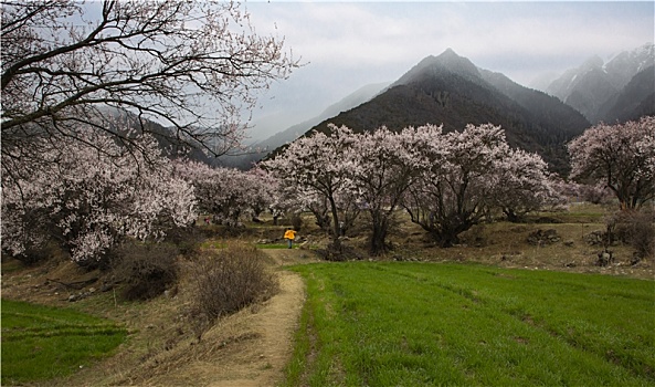 野桃花观赏圣地索松村