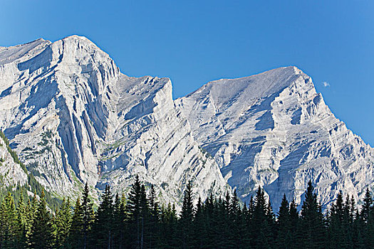 积雪,加拿大,落基山脉,树林,仰视,顶峰,卡纳纳斯基斯,艾伯塔省