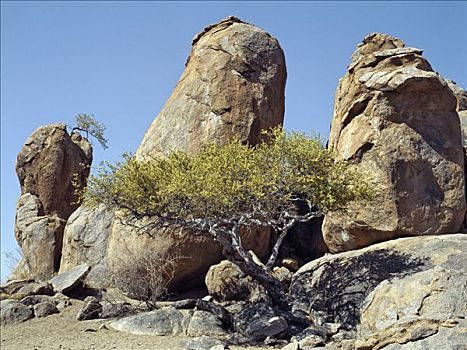 岩层,巨大,漂石,树,中心,纳米布沙漠