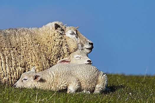母羊,卧,两个,羊羔,堤岸,德国