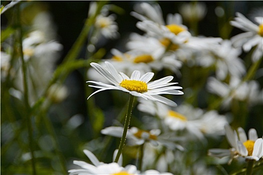 雏菊,花