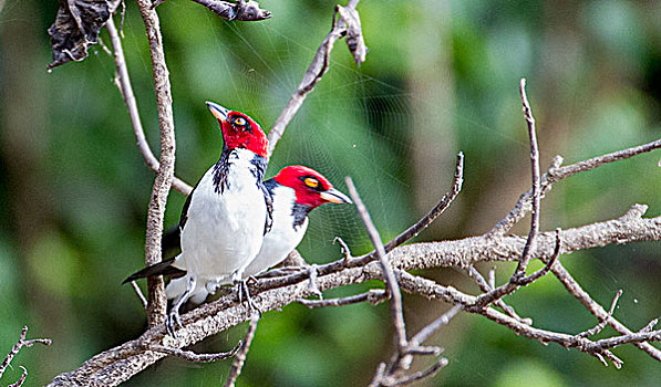 红雀,亚马逊盆地,秘鲁