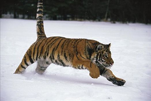 虎,跑,雪地