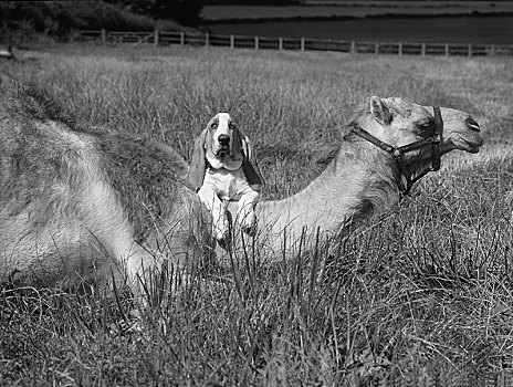 小猎犬,骆驼,英格兰,英国