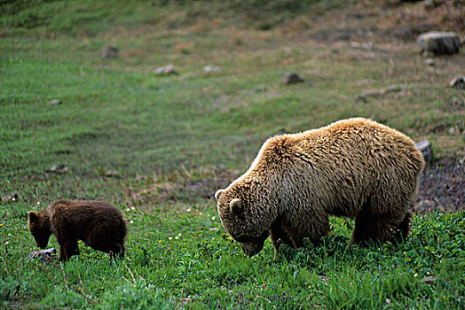 美国,阿拉斯加,德纳里峰国家公园,大灰熊,母熊,幼兽,放牧