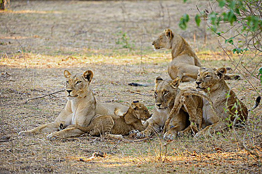 雌狮,狮子,幼兽,看,赞比西河下游国家公园,赞比亚,非洲