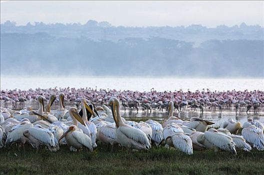 雾,纳库鲁湖,白色,鹈鹕,白鹈鹕,羽毛,肯尼亚,非洲