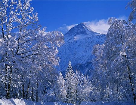 法国,上萨瓦,风景,勃朗峰,树,雪