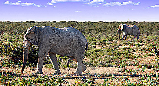 纳米比亚,埃托沙国家公园,大象