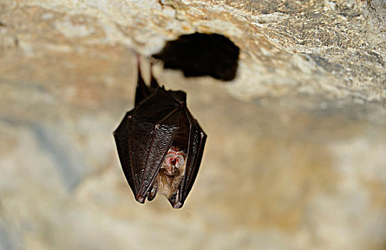 马蹄蝙蝠,小菊头蝠,洞穴,下奥地利州,奥地利,欧洲