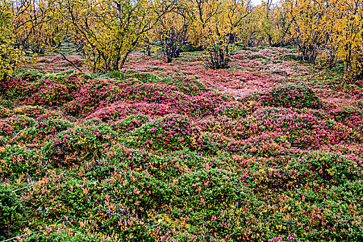 秋天,林中地面,蓝莓,拉普兰,瑞典,欧洲