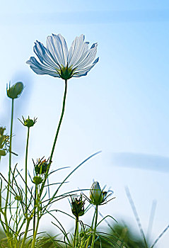 格桑花