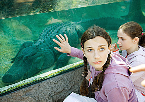少女,接触,玻璃,鱼缸,鳄鱼