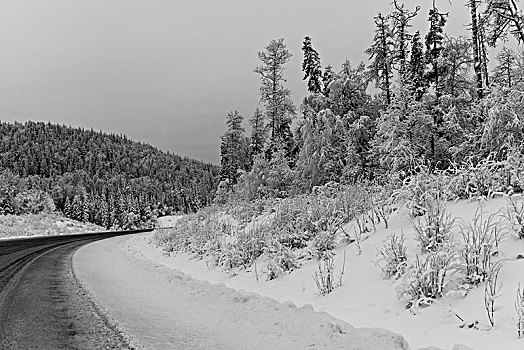 公路,通过,积雪,树林,阿拉斯加公路,北方,落基山脉,地区性,市区,不列颠哥伦比亚省,加拿大