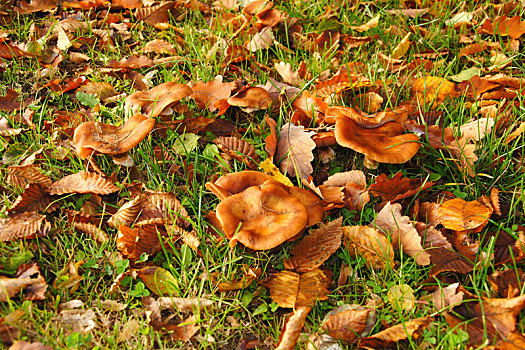 蘑菇,叶子,草