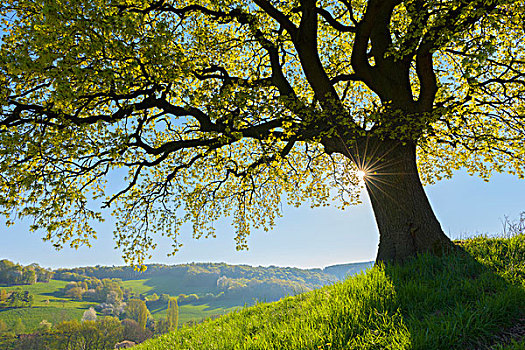 老,橡树,太阳,风景,早春,奥登瓦尔德,黑森州,德国