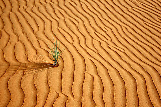 红色,沙子,沙丘,区域,沙漠,只有,植物,幸存,阿布扎比,团结,阿拉伯,酋长国,中东,亚洲