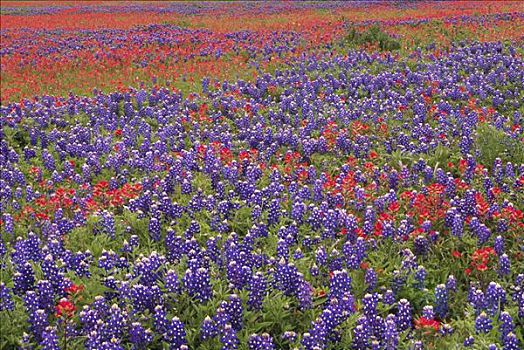丘陵地区,野花,沙子,羽扇豆属,上油漆,德克萨斯