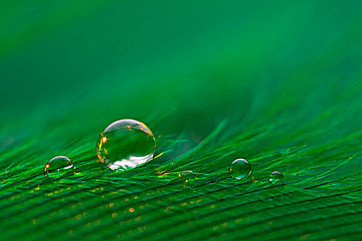 小水滴,绿色,羽毛