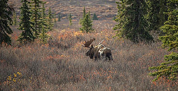 驼鹿,德纳里峰国家公园,阿拉斯加,美国