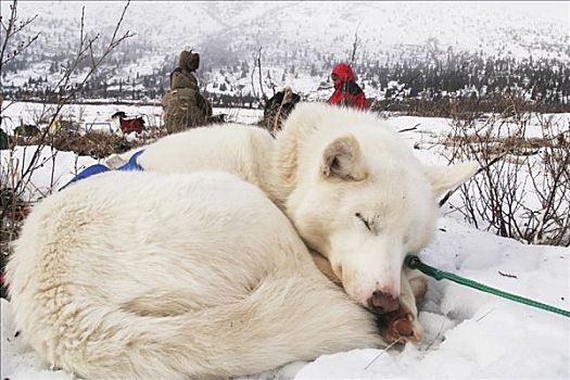 卷起,白色,哈士奇犬,雪橇狗,休息,育空地区,加拿大