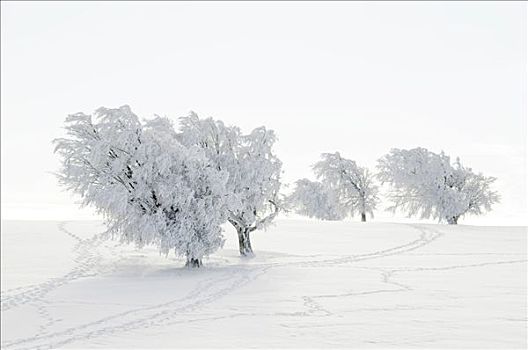 积雪,树,晴空,黑森林,巴登符腾堡,德国