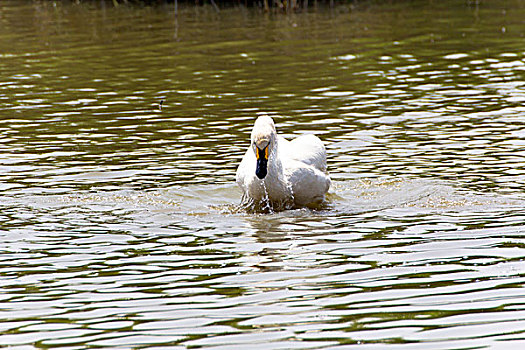 一只白色天鹅在湖中游泳