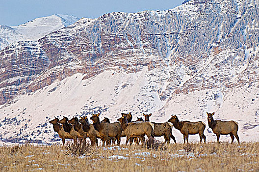 麋鹿,鹿属,鹿,牧群,雌性,移动,聚集,大量,公园,围绕,大牧场,瓦特顿湖国家公园,西南方,艾伯塔省,加拿大