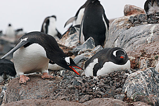 巴布亚企鹅,一对,南极半岛,南极
