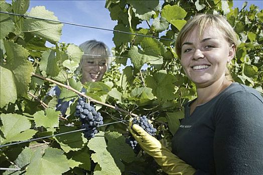海德尔堡,2003年,葡萄收获期,丰收,艾滋病