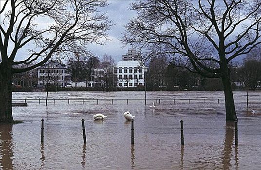 洪水,堤岸,街道,天鹅,雨,恶劣天气,德国,欧洲